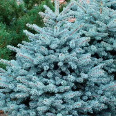 Ель СУПЕР БЛЮ СИДЛИНГ колючая в Борисове
