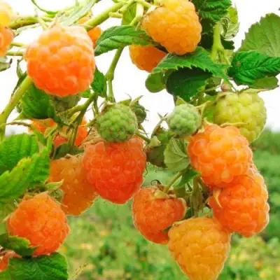 Малина ЗОЛОТЫЕ КУПОЛА в Борисове