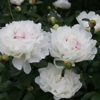 Пион ФЕСТИВА МАКСИМА травянистый в Борисове