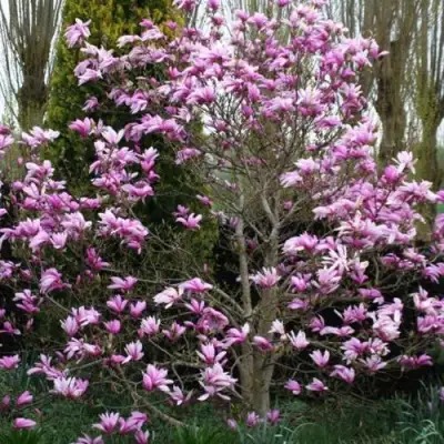 Магнолия ГАЛАКСИ в Борисове