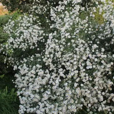 Болтония СНОУБЭНК в Борисове