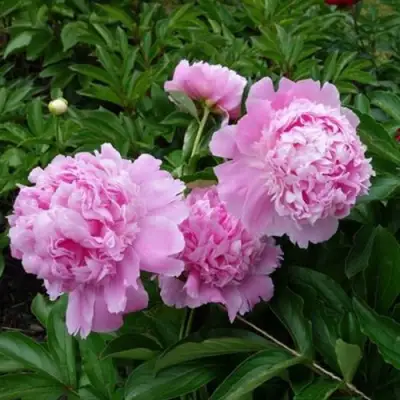 Пион МЕСЬЕ ЖЮЛЬ ЭЛИ травянистый в Борисове