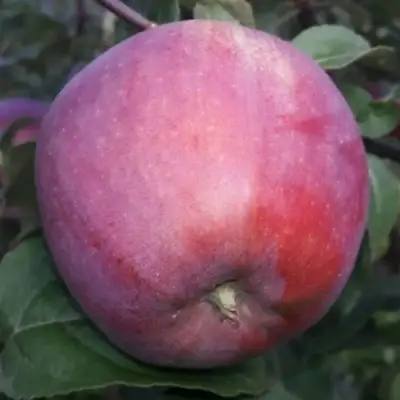 Яблоня ЗОРКА в Борисове