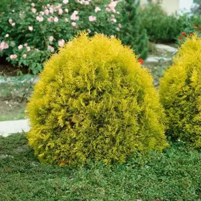 Туя РЕЙНГОЛД западная в Борисове