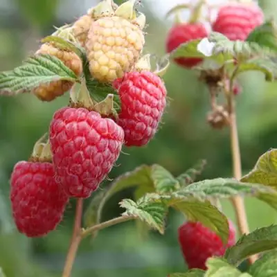 Малина МОЛЛИНГ ДЖУНО в Борисове