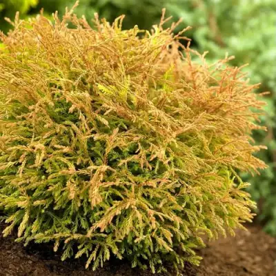 Туя ГОЛДЕН ТАФФЕТ западная в Борисове