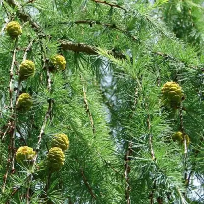 Лиственница КЕМПФЕРА в Борисове