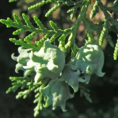 Туя восточная в Борисове