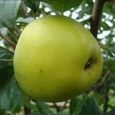 Яблоня КОШТЕЛЯ в Борисове