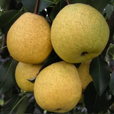 Груша ВЕЛИКАЯ ЛЕТНЯЯ (БОЛЬШАЯ ЛЕТНЯЯ) в Борисове