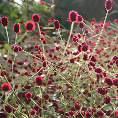 Кровохлебка ЧОКОЛАТ ТИП в Борисове