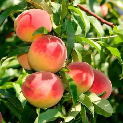 Персик ДИВНЫЙ в Борисове