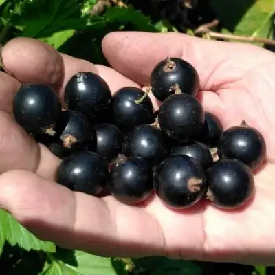 Смородина черная ЧЕРНООКАЯ в Борисове