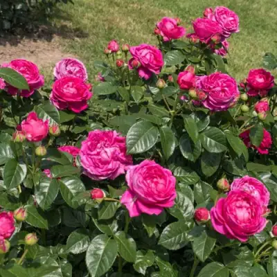 Роза АНУШКА чайно-гибридная в Борисове