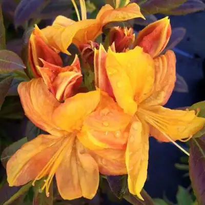 Азалия КЛОНДАЙК листопадная в Борисове