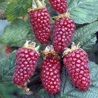 Ежемалина ТАЙБЕРРИ в Борисове