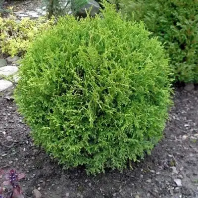 Туя ХОЗЕРИ западная в Борисове