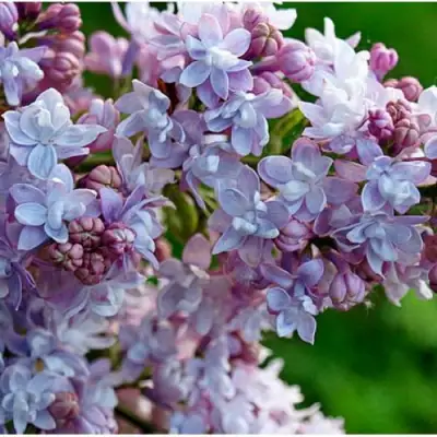 Сирень ПАМЯТЬ О ВАВИЛОВЕ в Борисове