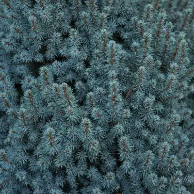 Ель САНДЕРС БЛЮ канадская в Борисове