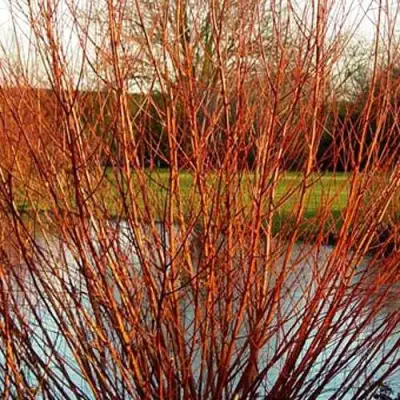 Ива ВИТЕЛЛИНА белая  в Борисове