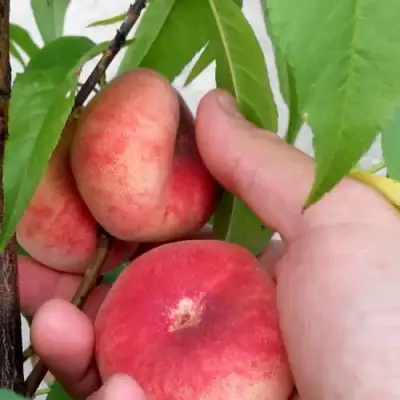 Персик САТУРН ИНЖИРНЫЙ в Борисове