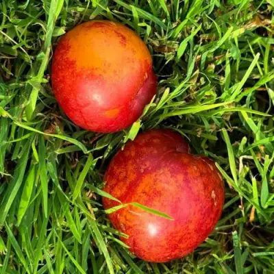 Шарафуга НЕКТАРИННАЯ в Борисове