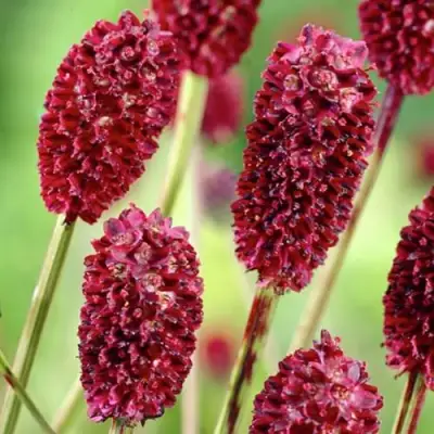 Кровохлебка ТАННА лекарственная в Борисове