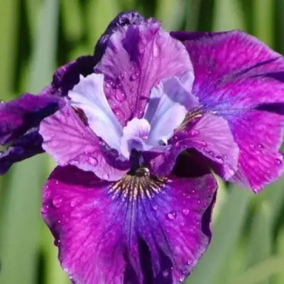 Ирис СИ Я ЛЕЙТЕР сибирский в Борисове