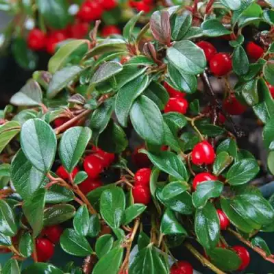 Кизильник Даммера в Борисове