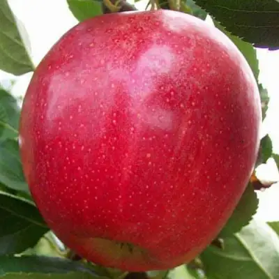 Яблоня ГАЛА МАСТ в Борисове