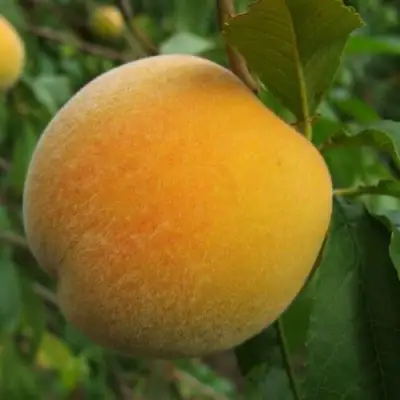 Персик ДОНЕЦКИЙ ЖЕЛТЫЙ в Борисове