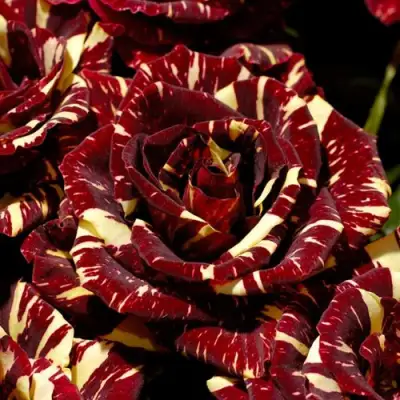 Роза АБРАКАДАБРА чайно-гибридная в Борисове