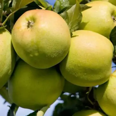 Яблоня МУТСУ в Борисове