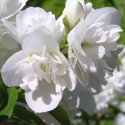 Жасмин ЖИРАНДОЛЬ в Борисове