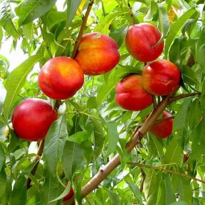 Нектарин ХАРБЛЕЙЗ в Борисове