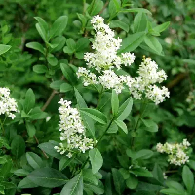 Бирючина обыкновенная АТРОВИРЕНС в Борисове