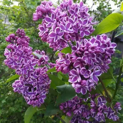 Сирень СЕНСАЦИЯ в Борисове