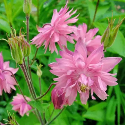 Аквилегия БАРЛОУ ПИНК гибрид МакКаны в Борисове