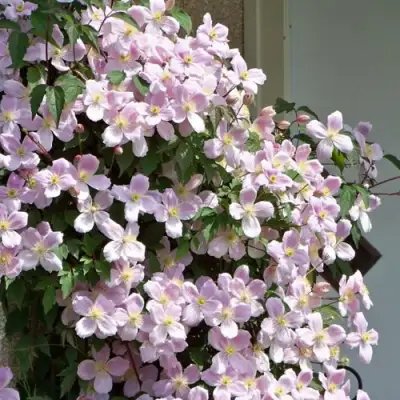 Клематис ГОРНЫЙ в Борисове