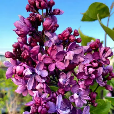 Сирень ВИОЛЕТТА в Борисове