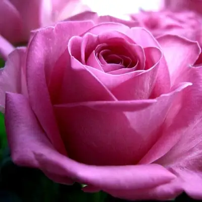 Роза ЭЙФЕЛЕВА БАШНЯ чайно-гибридная в Борисове