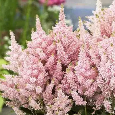 Астильба ЮНИК САЛМОН гибридная в Борисове