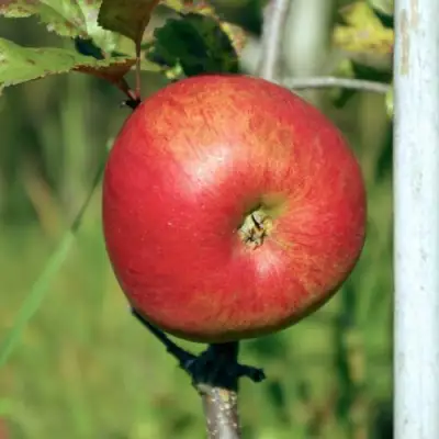 Яблоня ДЫЯМЕНТ в Борисове