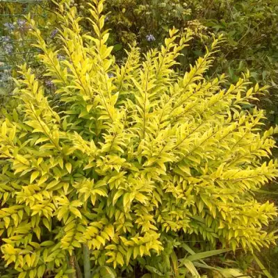 Бирючина АУРЕА обыкновенная в Борисове