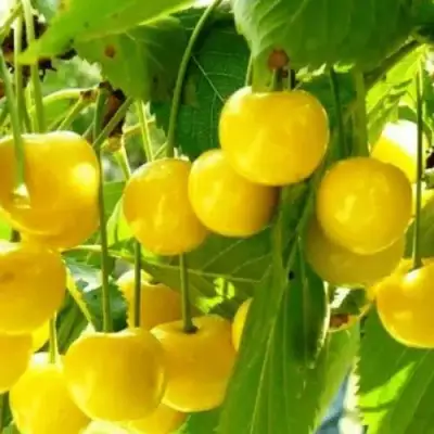 Черешня ПОДСНЕЖНИК в Борисове