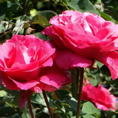 Роза ВИЕН РОУЗ чайно-гибридная в Борисове