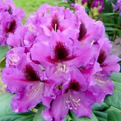 Рододендрон РАСПУТИН в Борисове