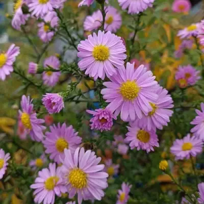 Астра СТРОУБЕРРИ ЭНД КРИМ новобельгийская в Борисове