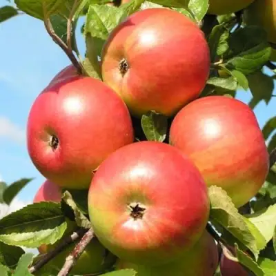 Яблоня ФРИДОМ в Борисове