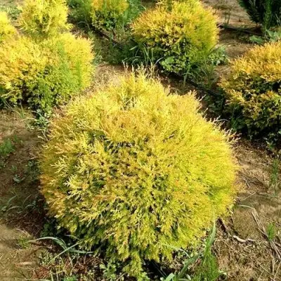 Туя ГЛОБОЗА АУРЕА западная в Борисове